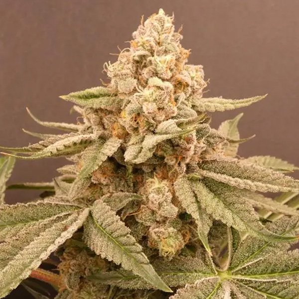 Buzz Bunny 5+2 Bask Triangle Farms Fem