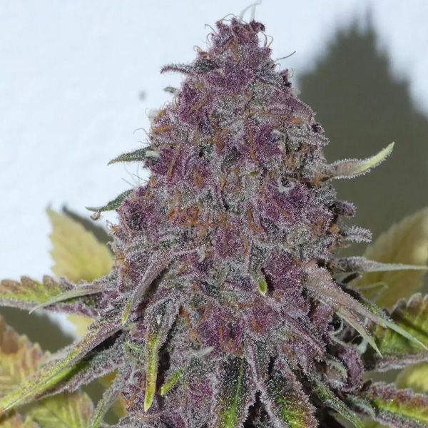 Forbidden Boof 5+2 Bask Triangle Farms Fem