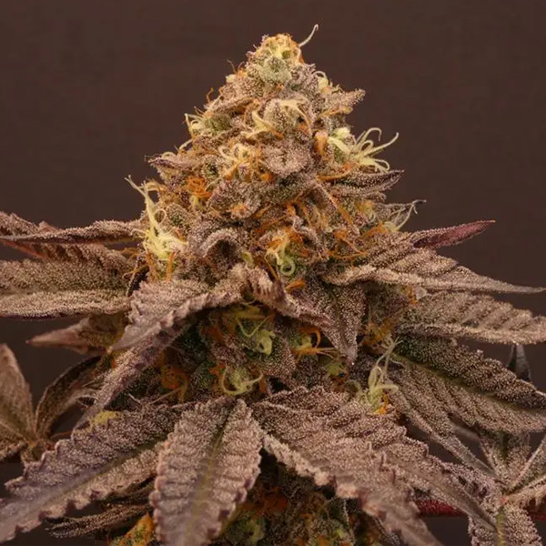 Goulazh 5+2 Bask Triangle Farms Fem