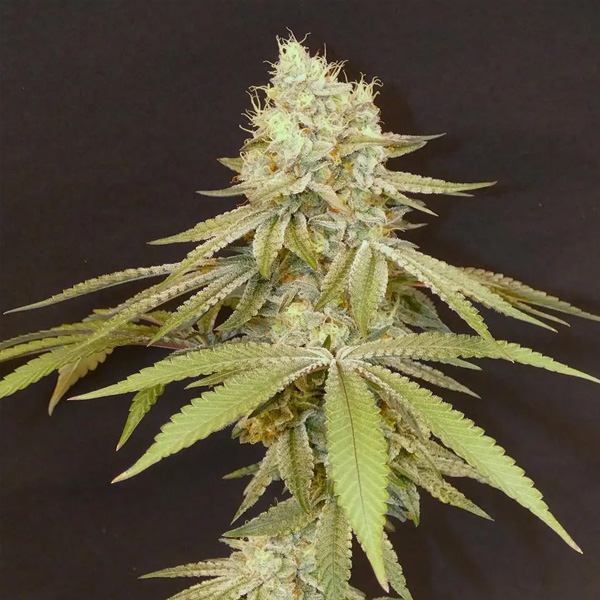 Izozki Boom 3+1 Bask Triangle Farms Fem