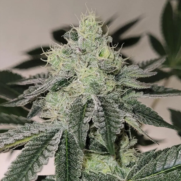 Mandy Burger 5+2 Bask Triangle Farms Fem