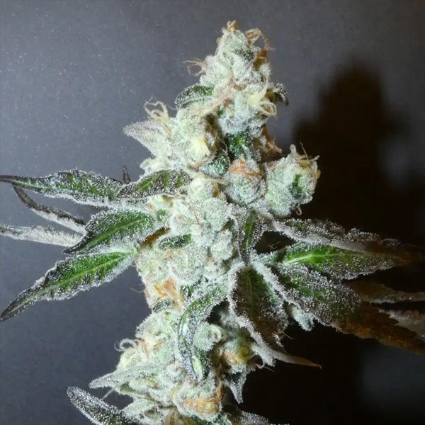 PapayaBoof 3+1 Bask Triangle Farms Fem