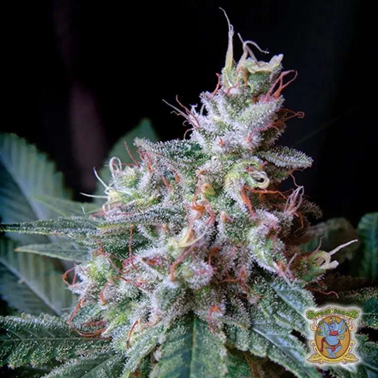 Cream Caramel 3+1 Sweet Seeds