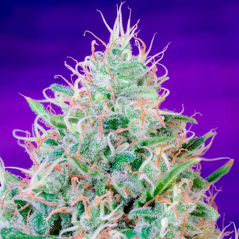 Green Poison 3+1 Sweet Seeds