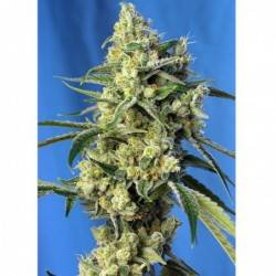 Sweet Amnesia Haze 5+2 Sweet Seeds