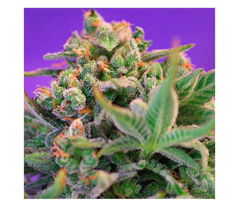 Sweet Cheese 5+2 Sweet Seeds